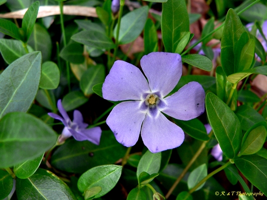 {Vinca minor}